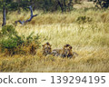 African lion in Greater Kruger National park, South Africa 139294195