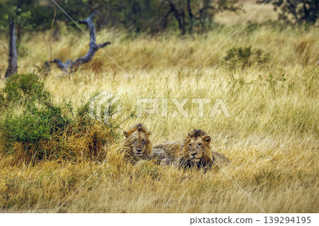 African lion in Greater Kruger National park, South Africa African lion in Greater Kruger National park, South Africa 139294195