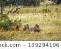 African lion in Greater Kruger National park, South Africa 139294196
