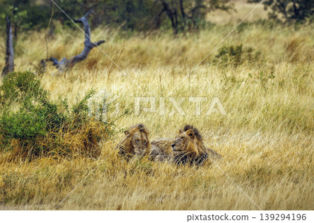African lion in Greater Kruger National park, South Africa African lion in Greater Kruger National park, South Africa 139294196