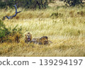 African lion in Greater Kruger National park, South Africa 139294197