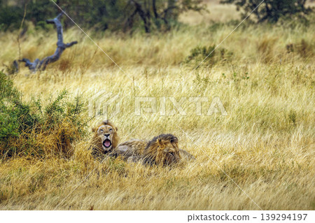 African lion in Greater Kruger National park, South Africa African lion in Greater Kruger National park, South Africa 139294197