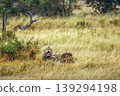 African lion in Greater Kruger National park, South Africa 139294198