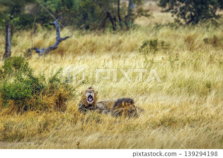 African lion in Greater Kruger National park, South Africa 139294198