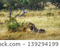 African lion in Greater Kruger National park, South Africa 139294199