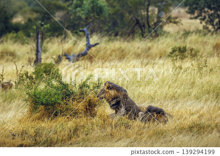 African lion in Greater Kruger National park, South Africa African lion in Greater Kruger National park, South Africa 139294199