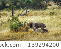African lion in Greater Kruger National park, South Africa 139294200