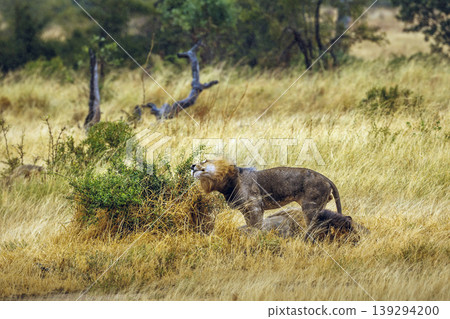 African lion in Greater Kruger National park, South Africa African lion in Greater Kruger National park, South Africa 139294200