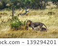 African lion in Greater Kruger National park, South Africa 139294201