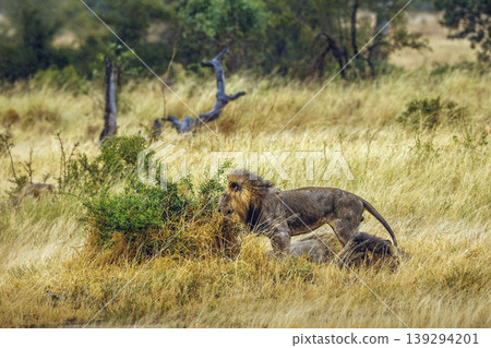 African lion in Greater Kruger National park, South Africa African lion in Greater Kruger National park, South Africa 139294201