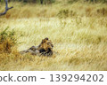 African lion in Greater Kruger National park, South Africa 139294202