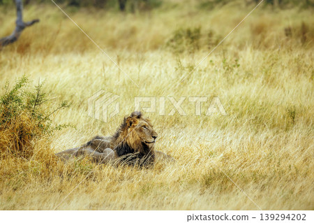 African lion in Greater Kruger National park, South Africa African lion in Greater Kruger National park, South Africa 139294202
