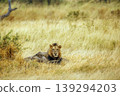 African lion in Greater Kruger National park, South Africa 139294203
