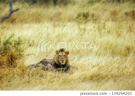 African lion in Greater Kruger National park, South Africa African lion in Greater Kruger National park, South Africa 139294203