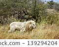 African lion in Greater Kruger National park, South Africa 139294204