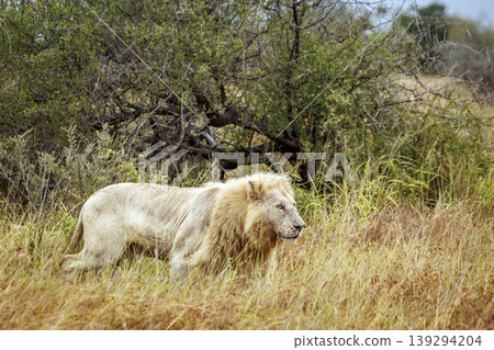 African lion in Greater Kruger National park, South Africa African lion in Greater Kruger National park, South Africa 139294204
