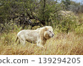 African lion in Greater Kruger National park, South Africa 139294205