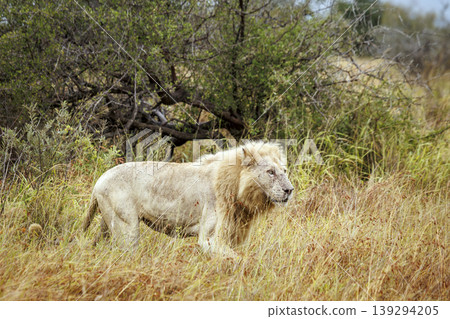 African lion in Greater Kruger National park, South Africa 139294205
