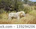 African lion in Greater Kruger National park, South Africa 139294206