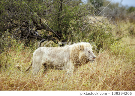 African lion in Greater Kruger National park, South Africa African lion in Greater Kruger National park, South Africa 139294206