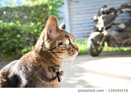 Petticoat cat in the parking lot Petticoat cat in the parking lot 139294338