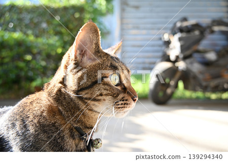Petticoat cat in the parking lot Petticoat cat in the parking lot 139294340