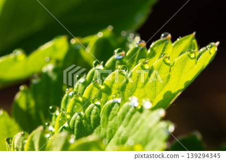Water droplets on a strawberry leaf 139294345