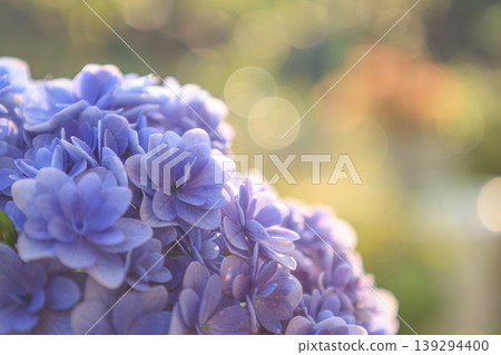 Hydrangea Hydrangea 139294400