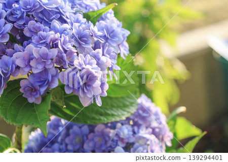 Hydrangea Hydrangea 139294401