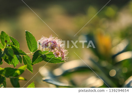 繡線菊 繡線菊 139294654
