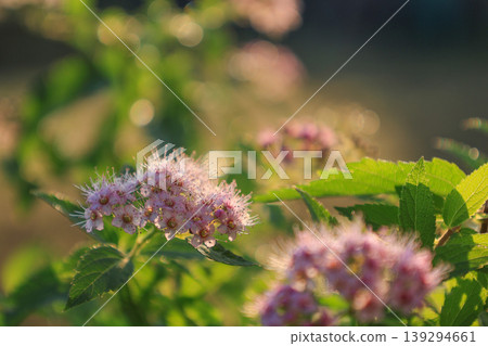 繡線菊 繡線菊 139294661