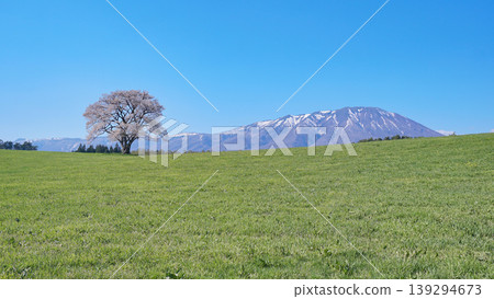 One cherry tree of Koiwai farm and Mt. Iwate One cherry tree of Koiwai farm and Mt. Iwate 139294673