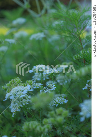 Orurea Orurea 139294695