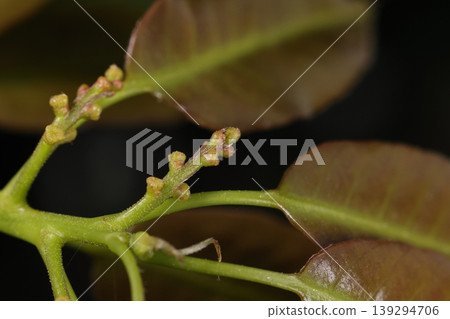 Nature, Plants: Japanese White Oak (Quercus myrsinaefolia), female flowers and new leaves. Several female flowers are attached to short stalks in the leaf axils of new branches. Nature, Plants: Japanese White Oak (Quercus myrsinaefolia), female flowers and new leaves. Several female flowers are attached to short stalks in the leaf axils of new branches. 139294706