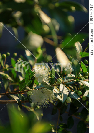 Myrtle Myrtle 139294717