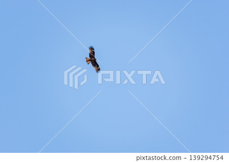Kites soar across the spring blue sky 04 Kites soar across the spring blue sky 04 139294754
