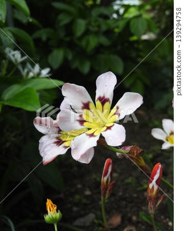 鳶尾花(Sparaxis),一種屬於鳶尾科的艷麗花卉。 鳶尾花(Sparaxis),一種屬於鳶尾科的艷麗花卉。 139294758