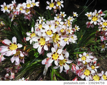 Sparaxis, a vibrant flower belonging to the iris family. 139294759