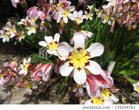 Sparaxis, a vibrant flower belonging to the iris family. 139294761
