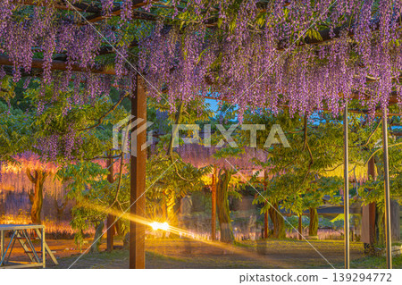 夜晚的紫藤花節,沐浴在夢幻般的燈光中。 夜晚的紫藤花節,沐浴在夢幻般的燈光中。 139294772
