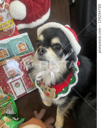 A Pomeranian-Chihuahua mix puppy dressed in a Christmas costume behaving well in front of presents. A Pomeranian-Chihuahua mix puppy dressed in a Christmas costume behaving well in front of presents. 139294789