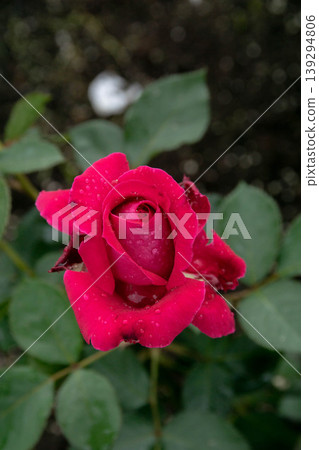 rose 139294806