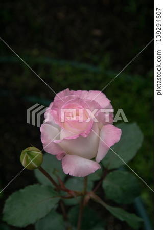 rose rose 139294807