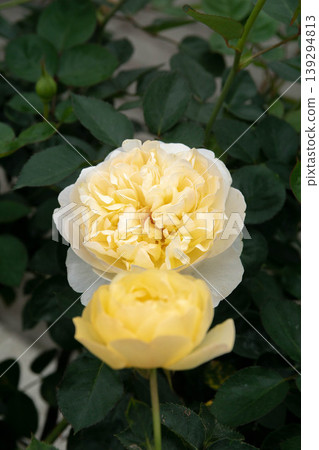 rose 139294813