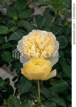 rose rose 139294814