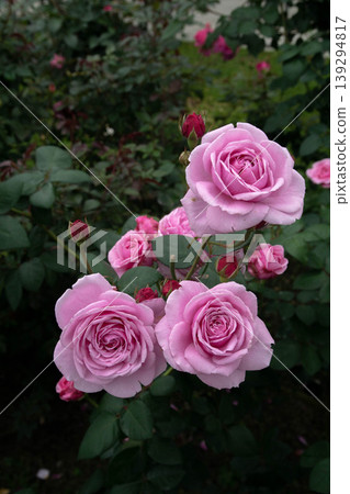 rose rose 139294817
