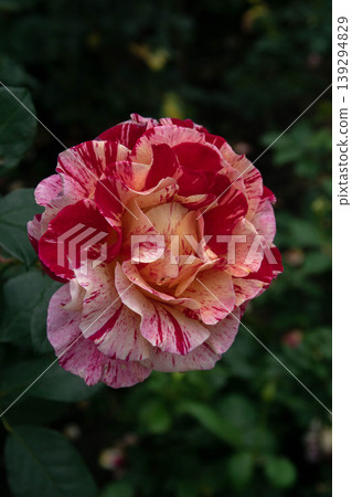 rose rose 139294829