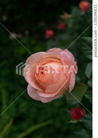 rose rose 139294831