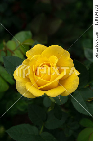 rose rose 139294833