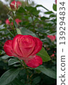 rose 139294834